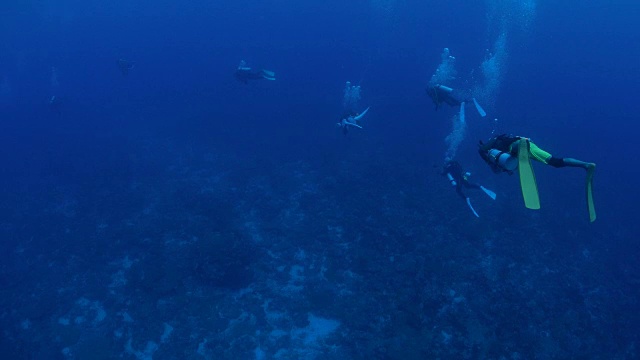 潜水、帕劳视频素材