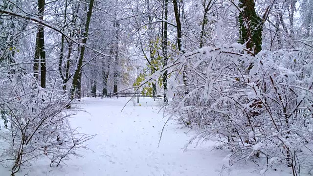 森林小路上的雪视频素材