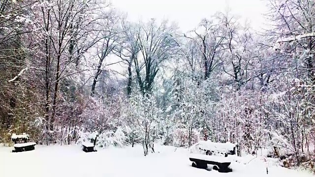 冬天的森林与树木和长椅在一个下雪的日子视频素材