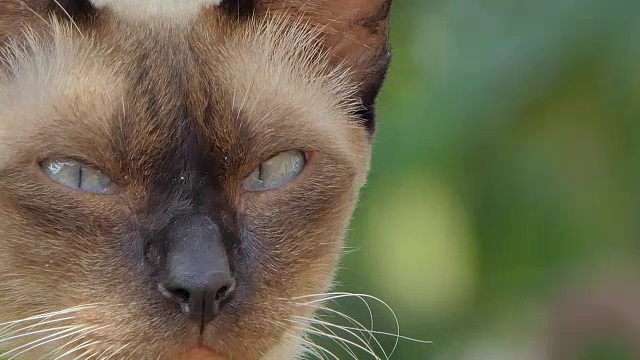 猫眼的特写视频素材