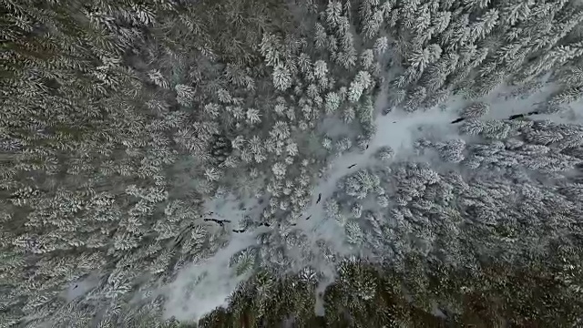 空中的背景。在寒冷的高山森林里，高过冰雪覆盖的树木。视频素材