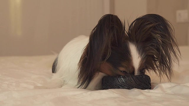 幼犬品种蝴蝶大陆玩具猎犬咬橡胶轮胎-一个有趣的轮胎更换库存录像视频素材