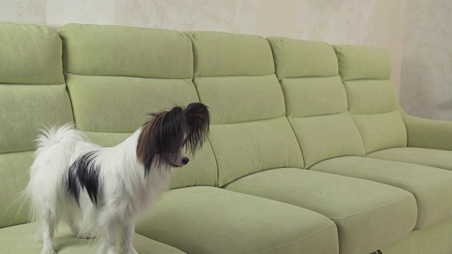 幼犬品种蝴蝶大陆玩具西班牙猎犬狗抓住大球和播放库存录像视频素材