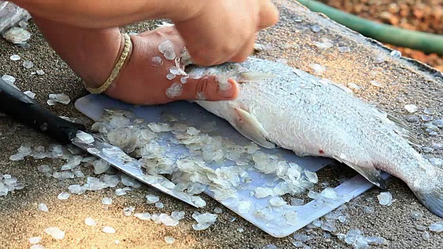 尖吻鲈做饭视频素材