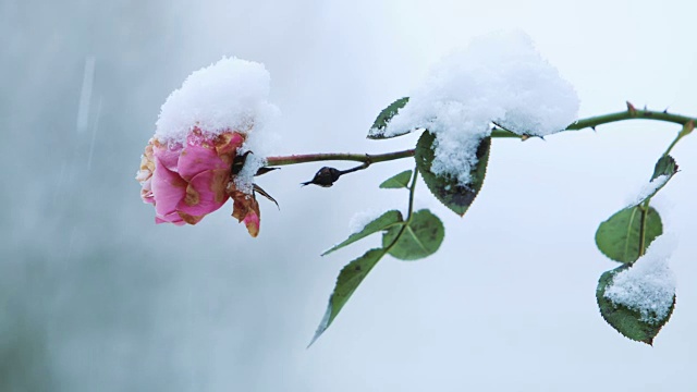 雪花落在玫瑰花上视频下载