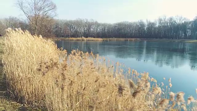 无人机飞越芦苇在奥地利的冬天和一个蓝色的小湖视频下载