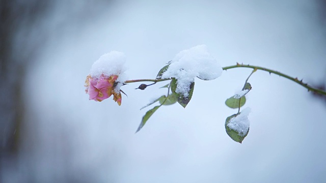 粉红色的玫瑰在飘落的雪中视频下载