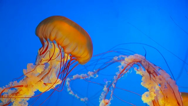 蓝色海洋里的水母视频素材