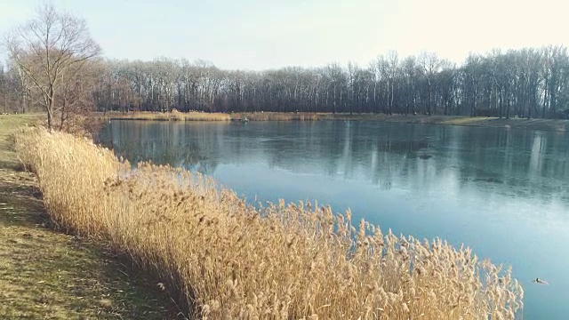 无人机飞越芦苇在奥地利的冬天和一个蓝色的小湖视频素材