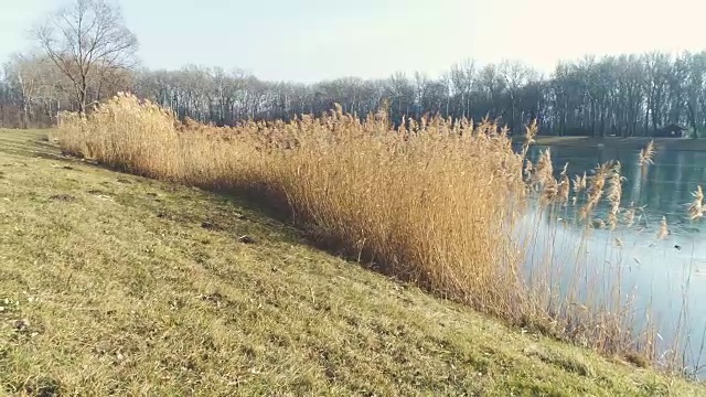 无人机飞越芦苇在奥地利的冬天和一个蓝色的小湖视频素材