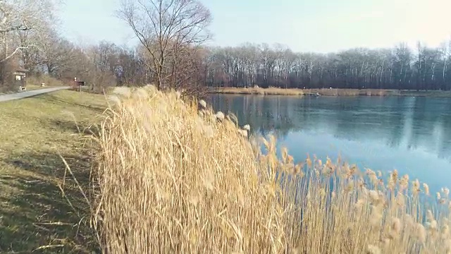 无人机飞越芦苇在奥地利的冬天和一个蓝色的小湖视频素材