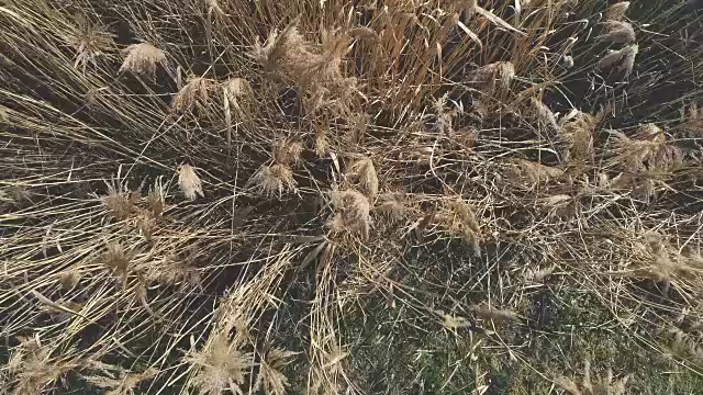 无人机飞越芦苇在奥地利的冬天和一个蓝色的小湖视频下载