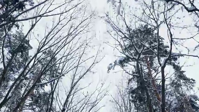 在冬季天空的背景下，有树枝在雪地里，从下面向上看，在运动视频素材