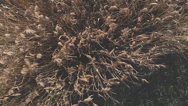 无人机飞越芦苇在奥地利的冬天和一个蓝色的小湖视频素材