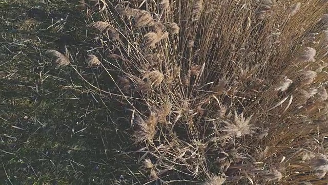 无人机飞越芦苇在奥地利的冬天和一个蓝色的小湖视频素材