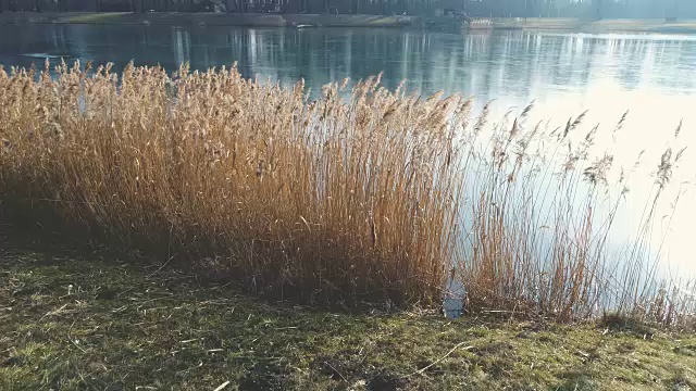 无人机飞越芦苇在奥地利的冬天和一个蓝色的小湖视频素材