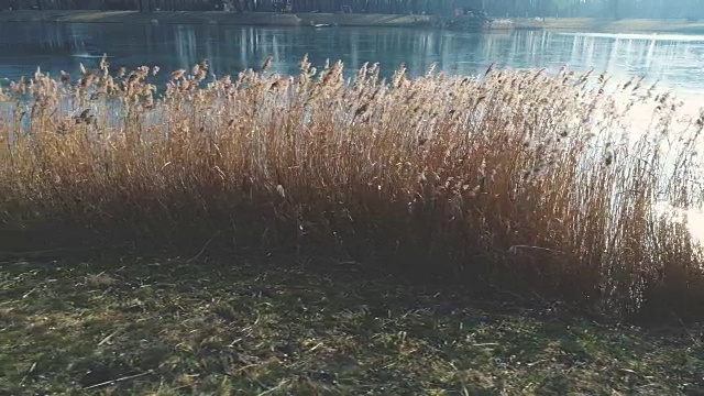 无人机飞越芦苇在奥地利的冬天和一个蓝色的小湖视频素材