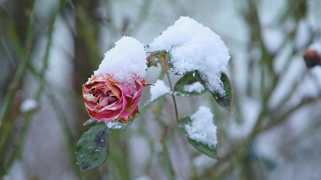 雪花落在玫瑰花上视频素材