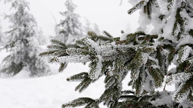 雪覆盖的森林视频素材