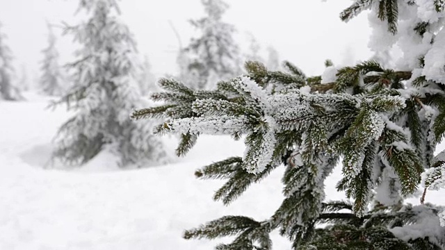 被雪覆盖的树视频素材