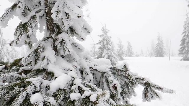 雪花从树上飘落视频素材