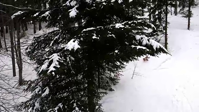 在下雪的森林视频素材