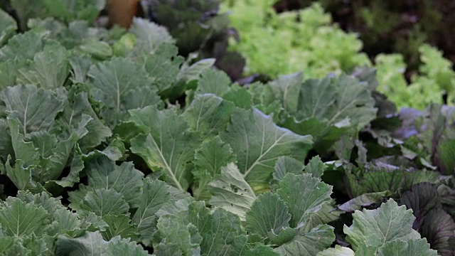 蔬菜有机蔬菜和水培蔬菜卷心菜生长在农民的田地里视频素材