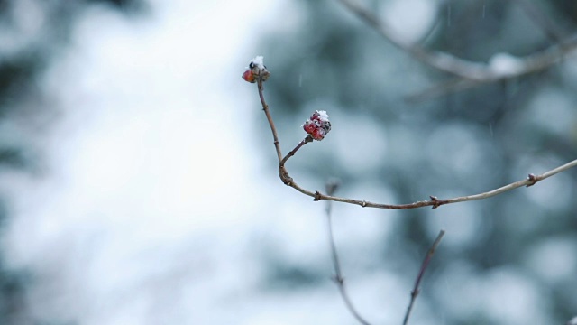 飘落的雪花中的树枝视频素材