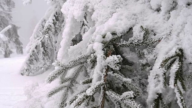 雪雾森林视频素材