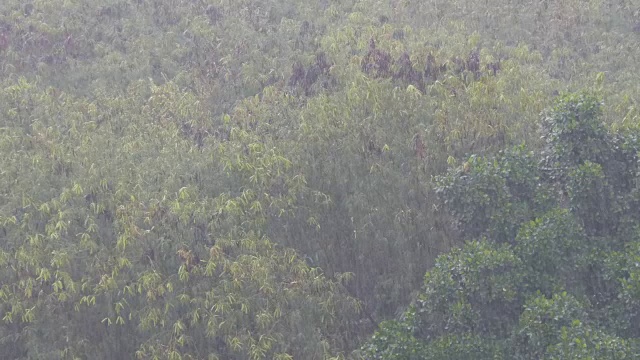 泰国的热带暴雨。雨,墙视频素材