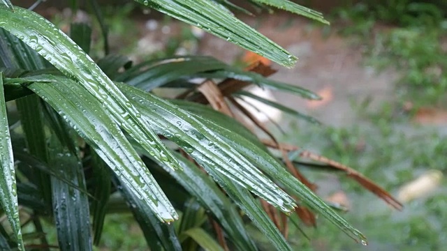 雨滴落在棕榈叶上。亚洲国家的热带降雨视频素材