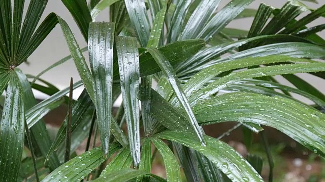 雨滴落在棕榈叶上。亚洲国家的热带降雨视频素材