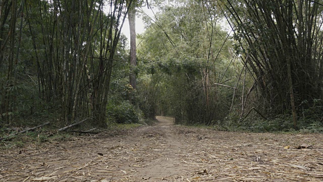 冒险摩托车骑手在竹林里的道路上玩得很开心视频素材