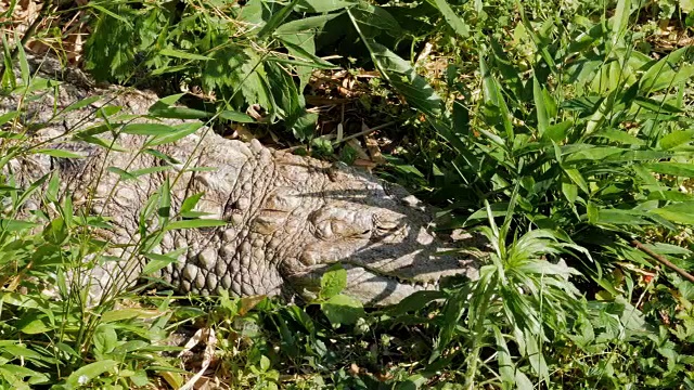 草地上睡觉的短吻鳄视频素材