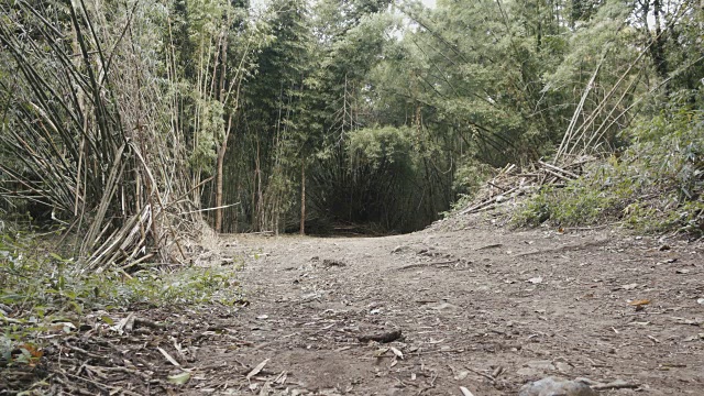 冒险摩托车骑手在竹林里的道路上玩得很开心视频素材