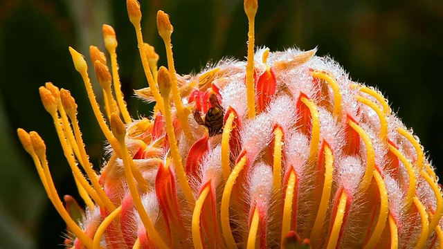 独特的花朵开放和蜜蜂高清视频素材