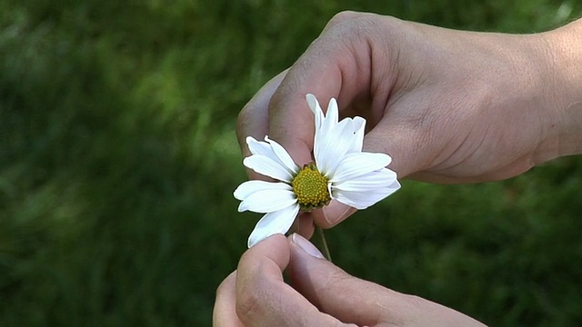 摘取雏菊花瓣视频素材