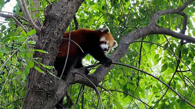 可爱的小熊猫栖息在树枝上视频素材