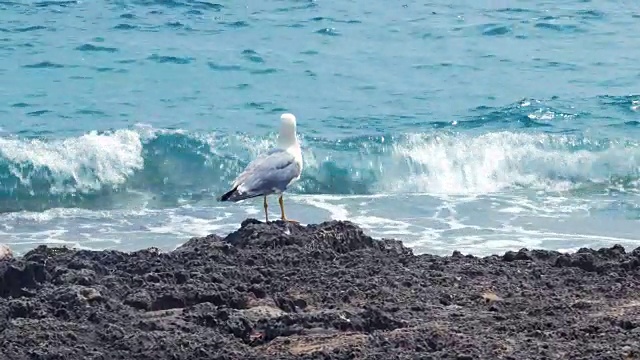 海鸥站在西班牙马略卡岛的海滩上飞翔视频素材