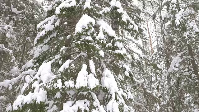 冬季森林和被雪覆盖的树木视频素材