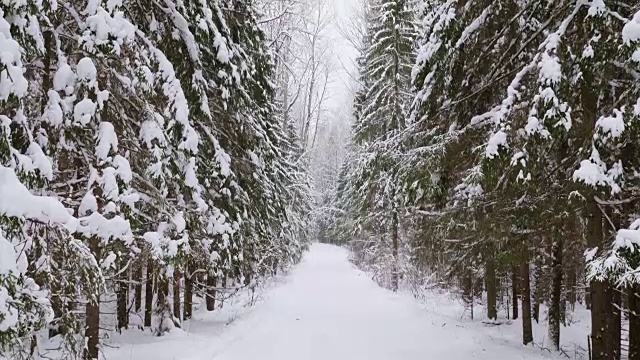 冬季森林和被雪覆盖的树木视频素材