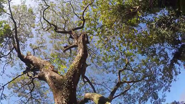 山、湖岸树木和植被。低角度视频素材