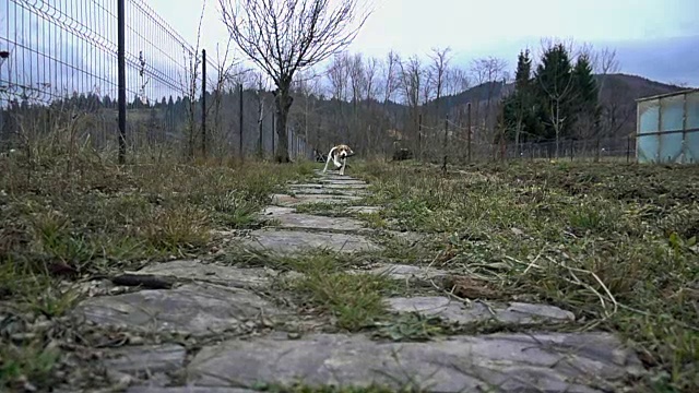 小猎犬边跑边拿木棍，动作缓慢视频素材