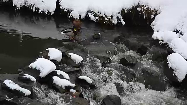 一些野鸭，野鸭，正在游泳。在一个寒冷而阳光明媚的12月的一天，一些野鸭正在意大利提契诺河冰冷的水中游泳视频下载