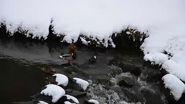 一些野鸭，野鸭，正在游泳。在一个寒冷而阳光明媚的12月的一天，一些野鸭正在意大利提契诺河冰冷的水中游泳视频下载