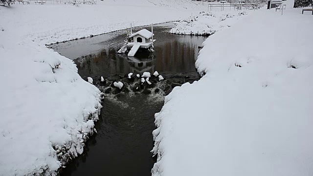 一些野鸭，野鸭，正在游泳。在一个寒冷而阳光明媚的12月的一天，一些野鸭正在意大利提契诺河冰冷的水中游泳视频下载