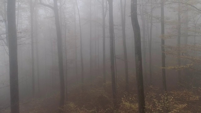 树木在雾中视频下载