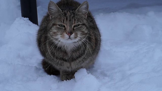 大眼睛的猫视频下载