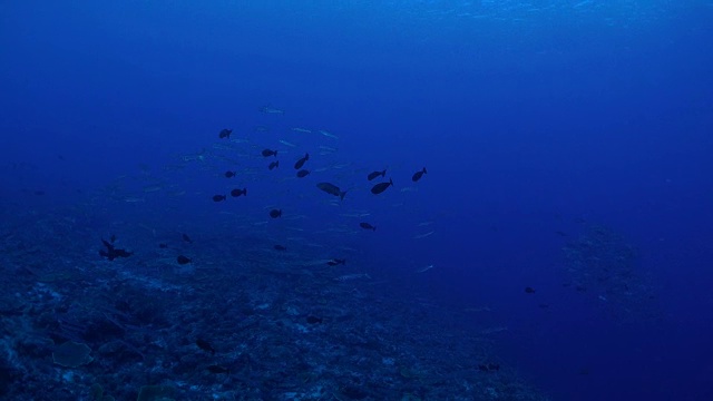 梭鱼，jackfish，鱼群，海礁视频素材