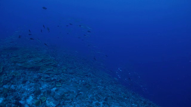 一大群鱼，梭鱼，jackfish视频素材